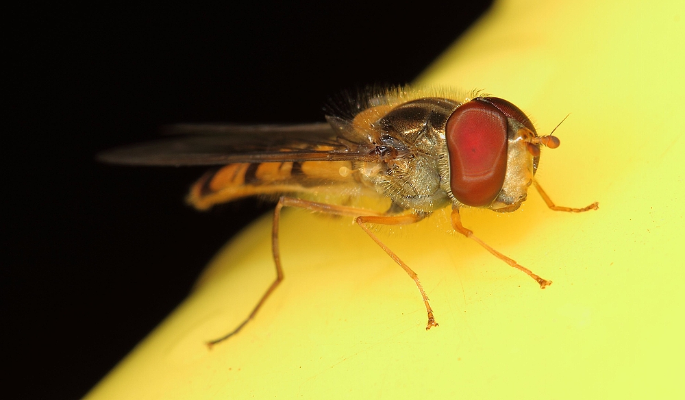 Schwebfliegen - bald kommen sie wieder