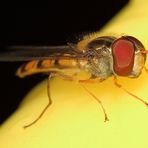 Schwebfliegen - bald kommen sie wieder