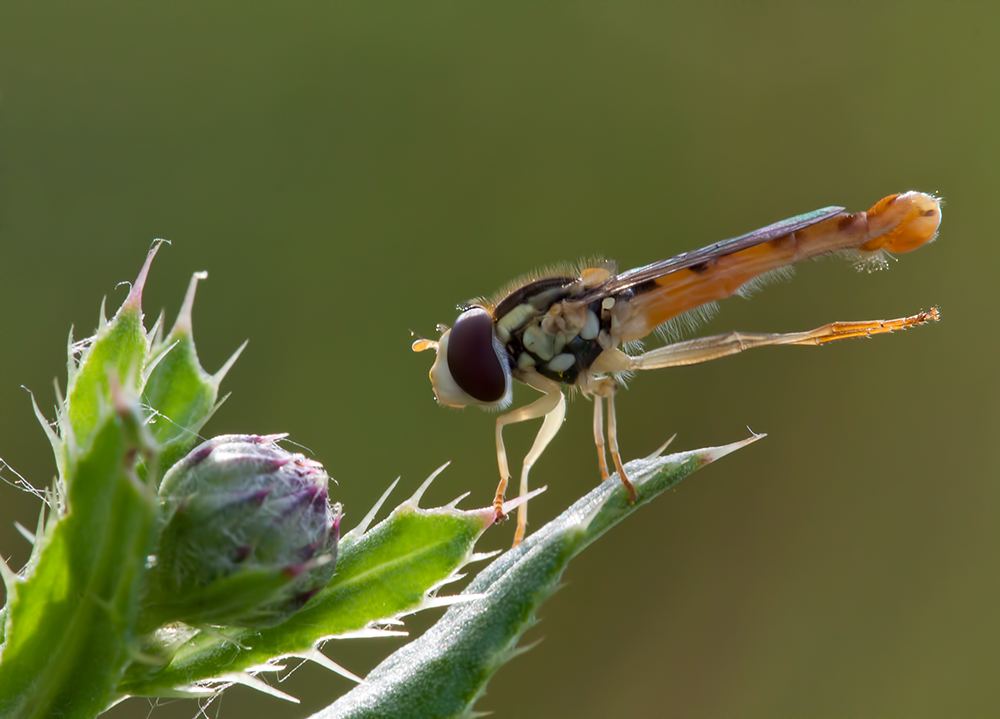 Schwebfliegen-Ballett am Abend