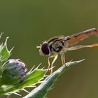 Schwebfliegen-Ballett am Abend