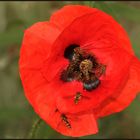 Schwebfliegen-Bankett