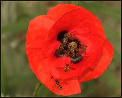 Schwebfliegen-Bankett