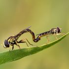 Schwebfliegen bei der Paarung 