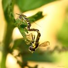 Schwebfliegen bei der Paarung