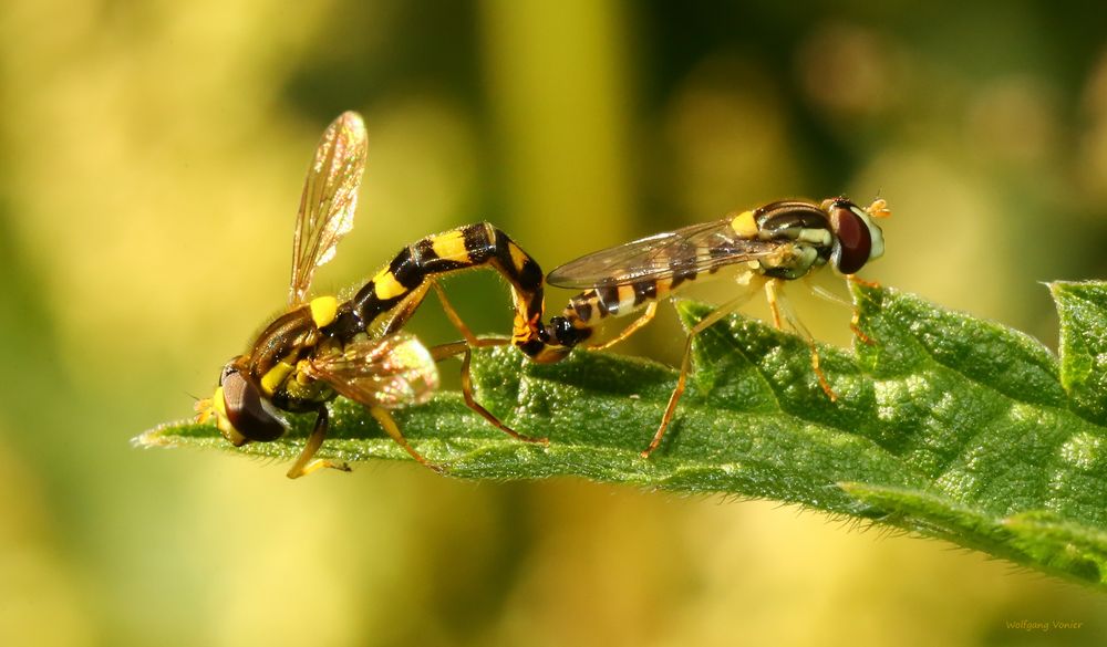 Schwebfliegen bei der Paarung