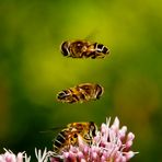 Schwebfliegen beim Hochzeitstanz.