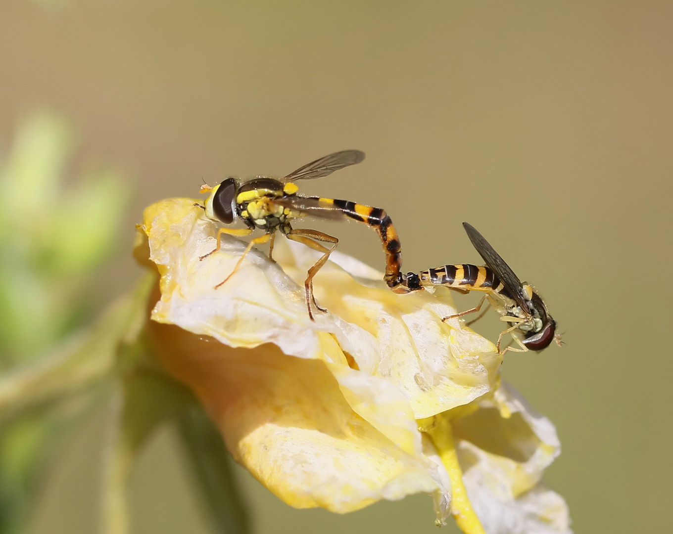 Schwebfliegen beim Nickerchen