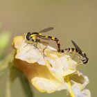 Schwebfliegen beim Nickerchen