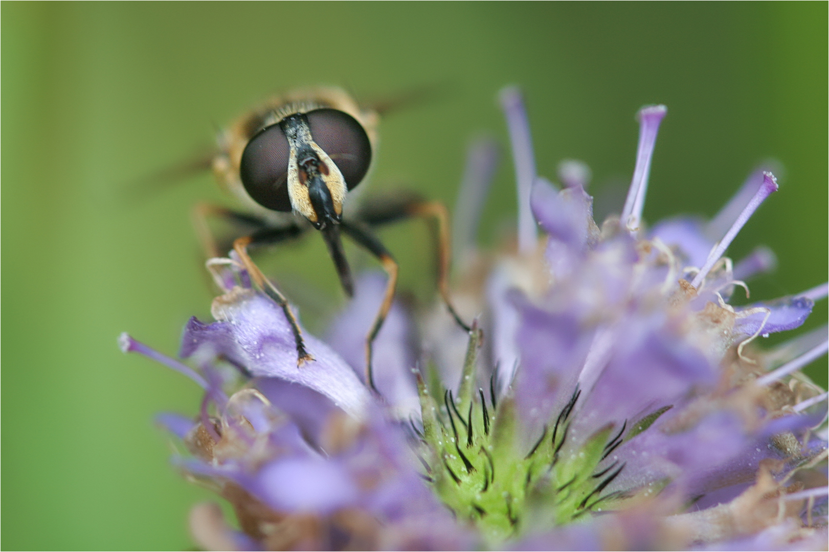 Schwebfliegen bestehen vor allem aus Augen :-)