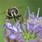 Schwebfliegen bestehen vor allem aus Augen :-)