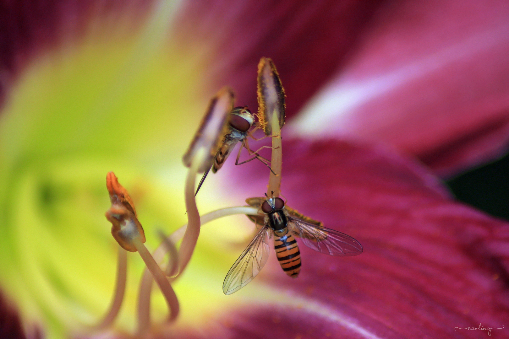 Schwebfliegen