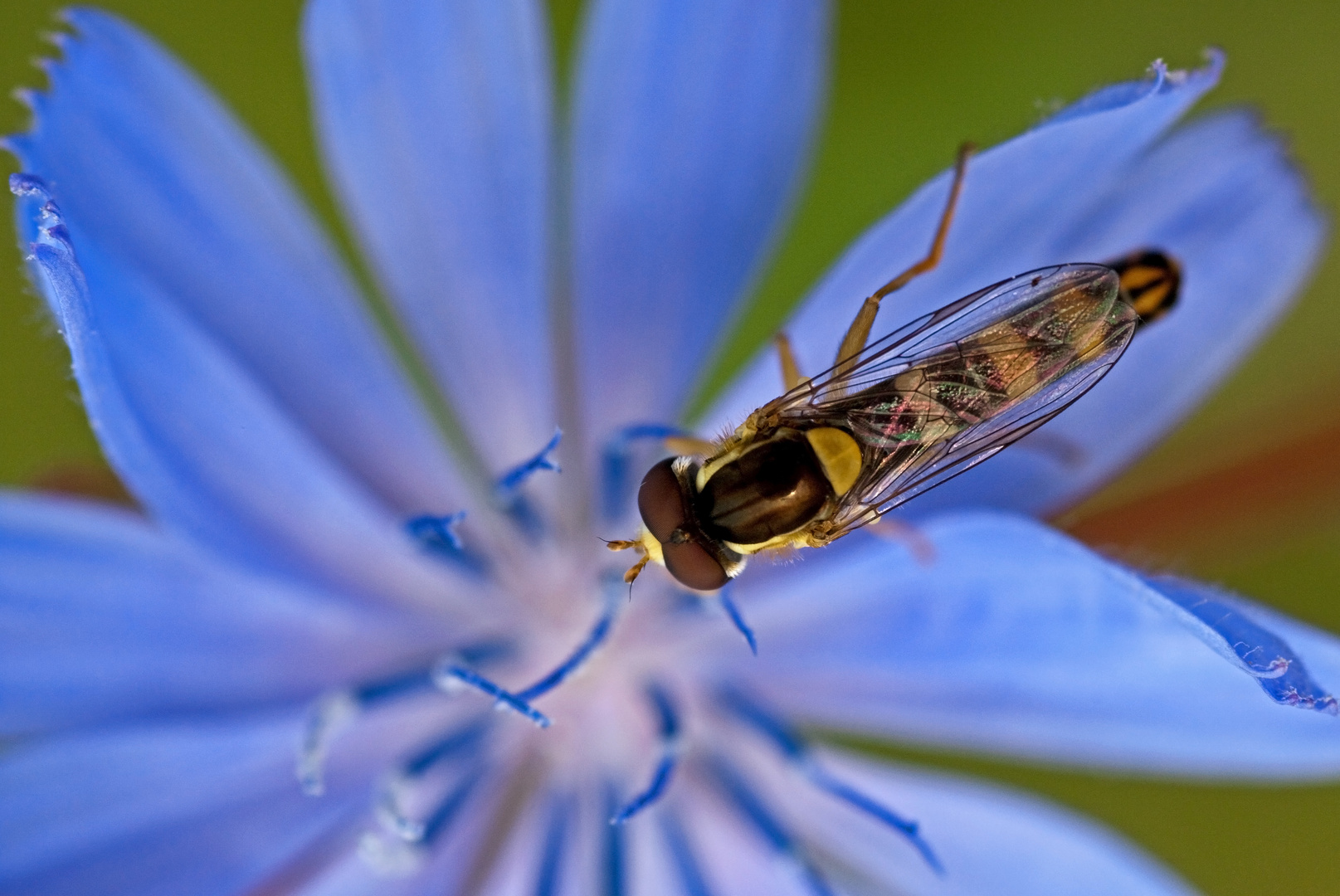 Schwebfliegen