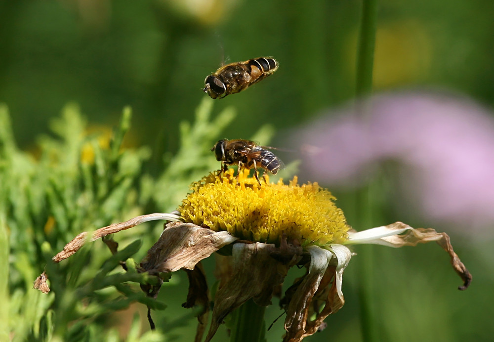 Schwebfliegen