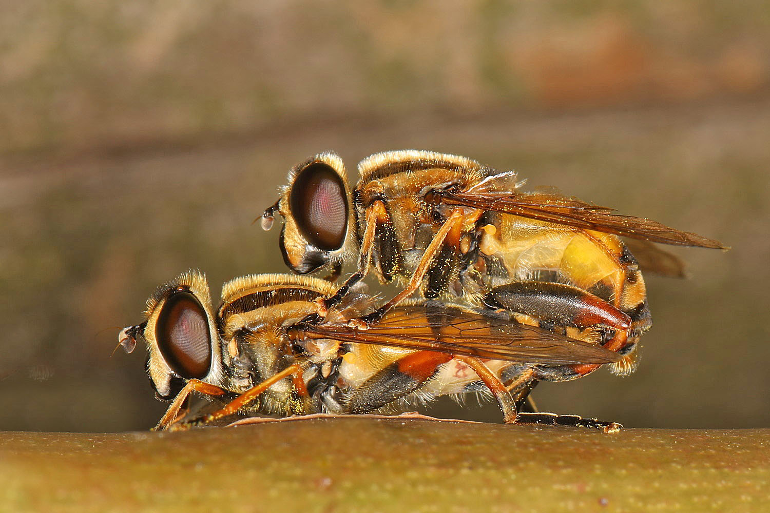 Schwebfliegen