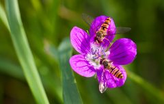 Schwebfliegen