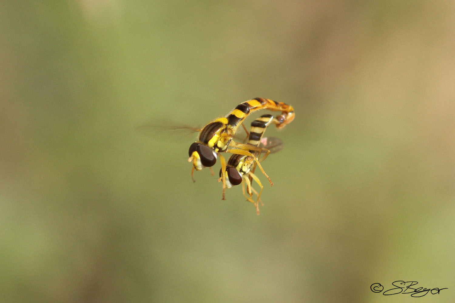 Schwebfliegen, die rückwärts fliegen