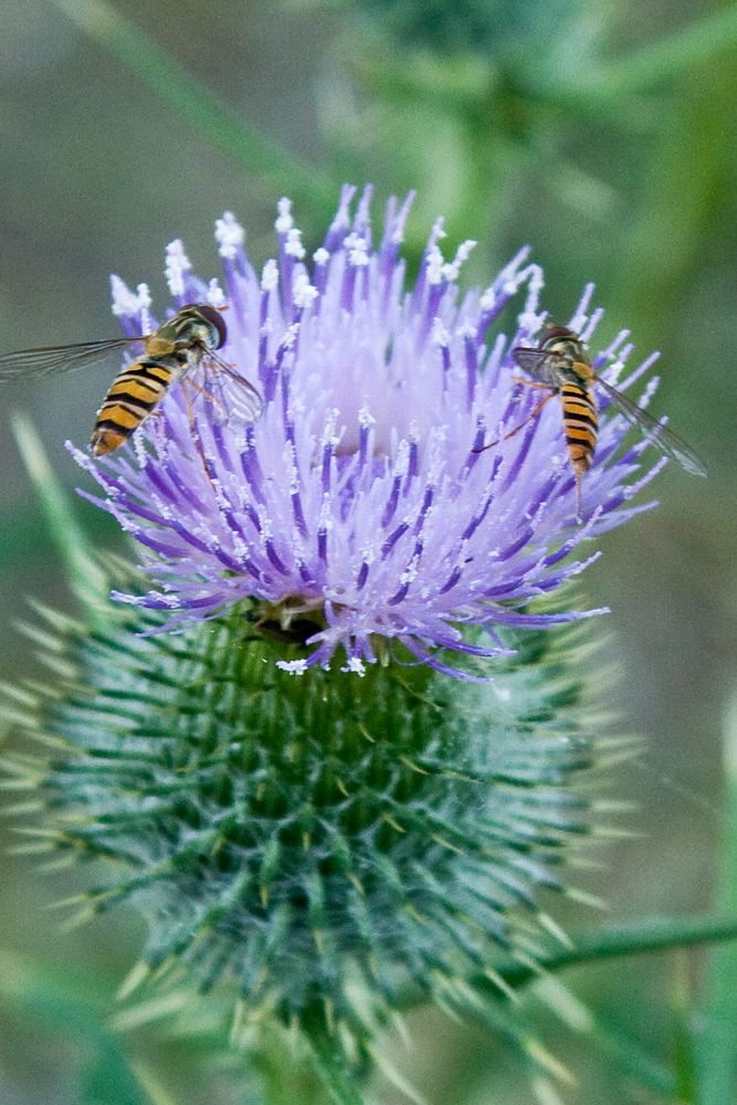 Schwebfliegen - Doppelpack