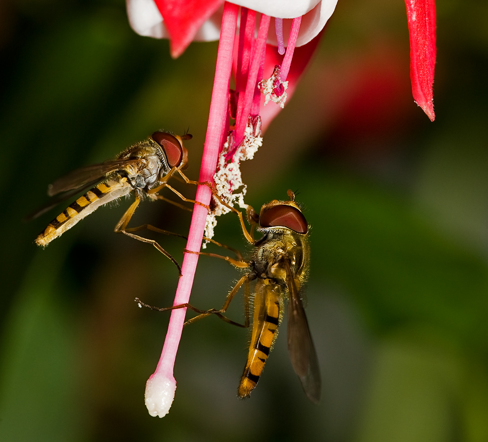 Schwebfliegen Double Feature