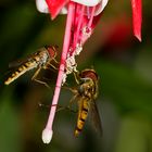 Schwebfliegen Double Feature