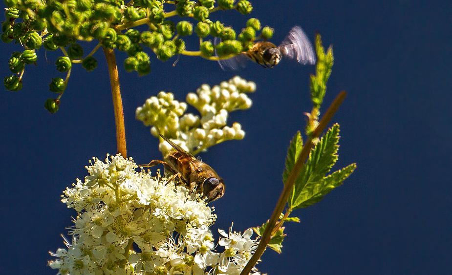 Schwebfliegen Duo