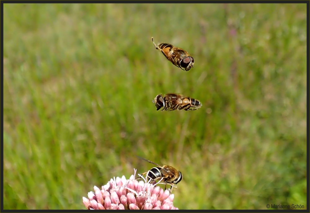 Schwebfliegen