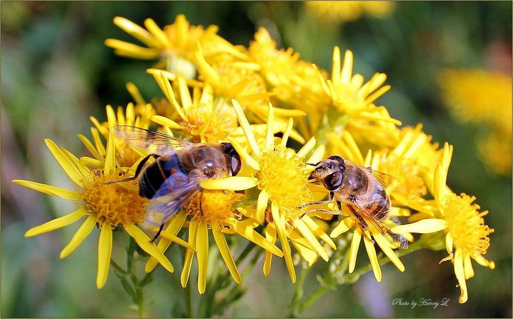 Schwebfliegen Foto &amp; Bild tiere, wildlife, insekten