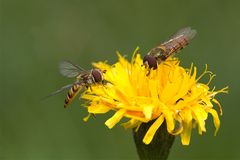 Schwebfliegen