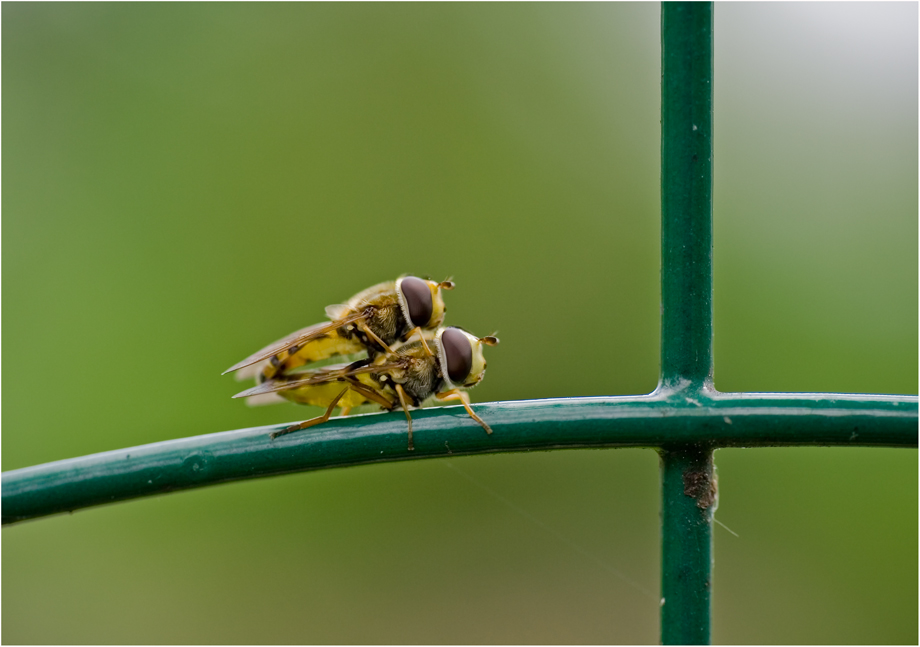 Schwebfliegen