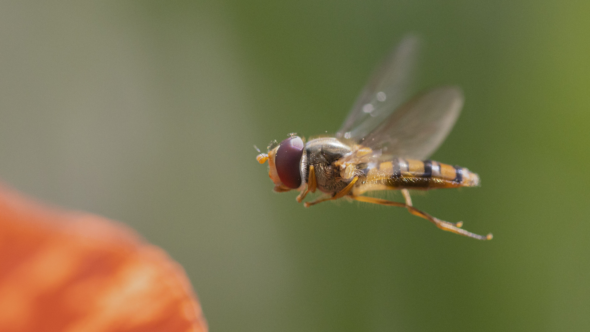 Schwebfliegen fliegen am Mohn 1