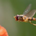 Schwebfliegen fliegen am Mohn 1