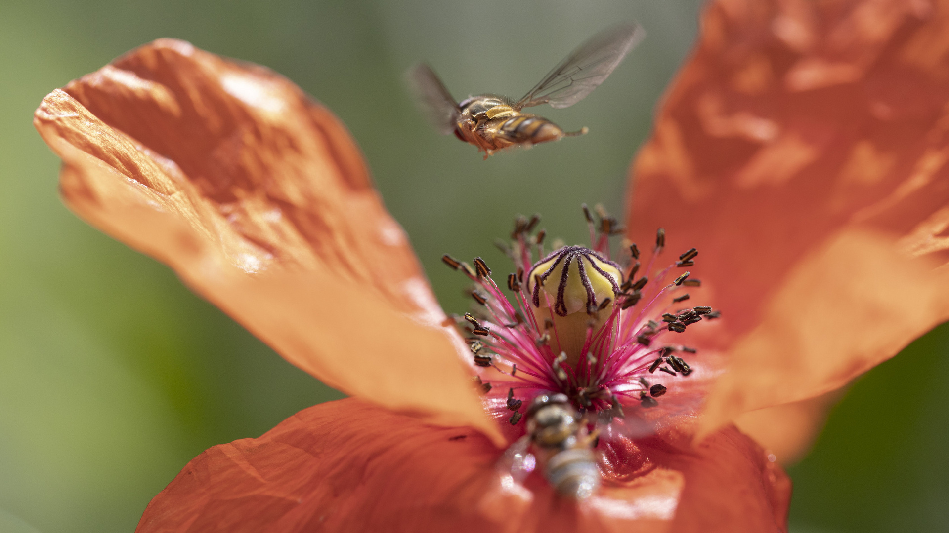 Schwebfliegen fliegen am Mohn 2