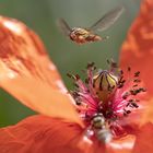 Schwebfliegen fliegen am Mohn 2