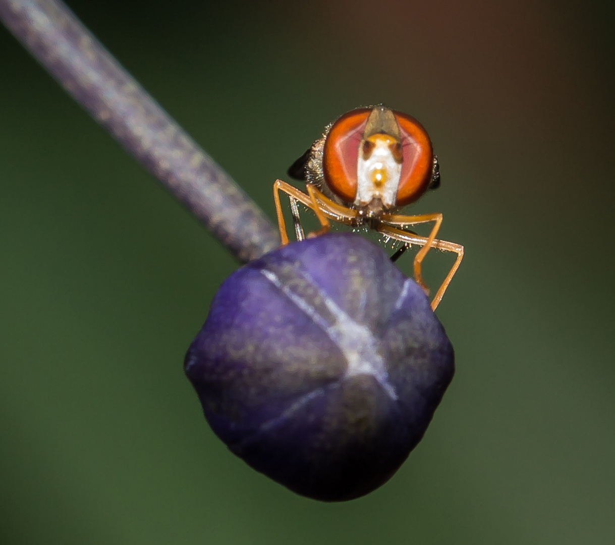 Schwebfliegen haben Gesichter