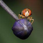 Schwebfliegen haben Gesichter