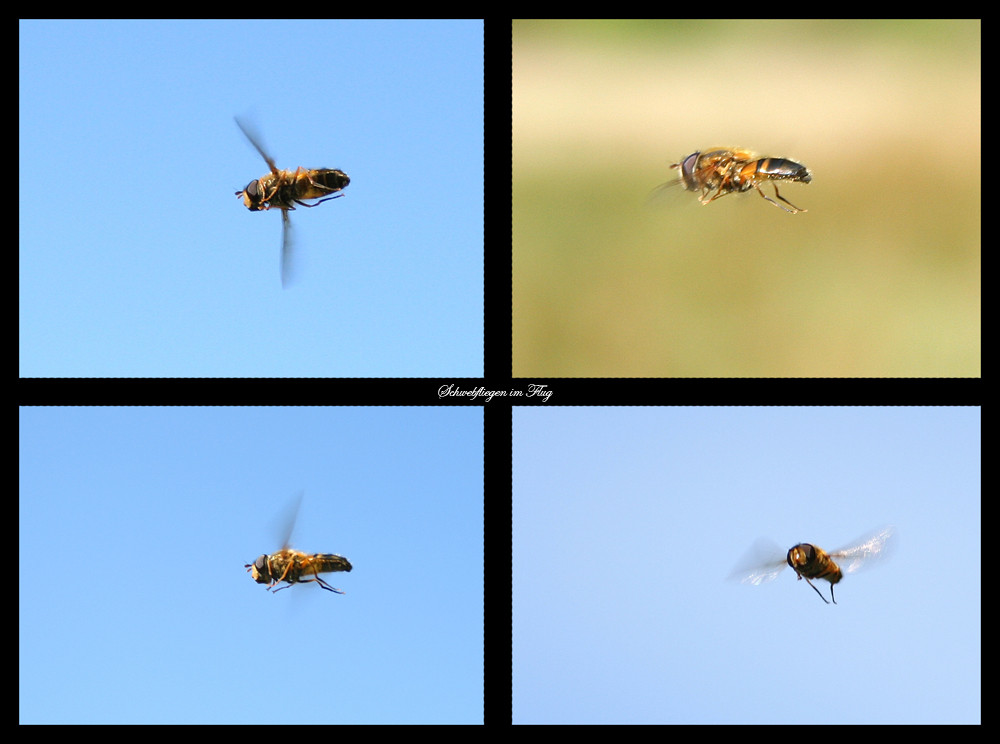 Schwebfliegen im Flug