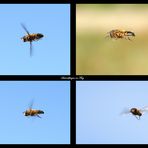 Schwebfliegen im Flug