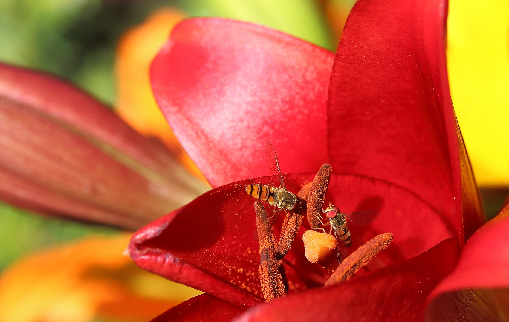 Schwebfliegen im Lilienrausch......