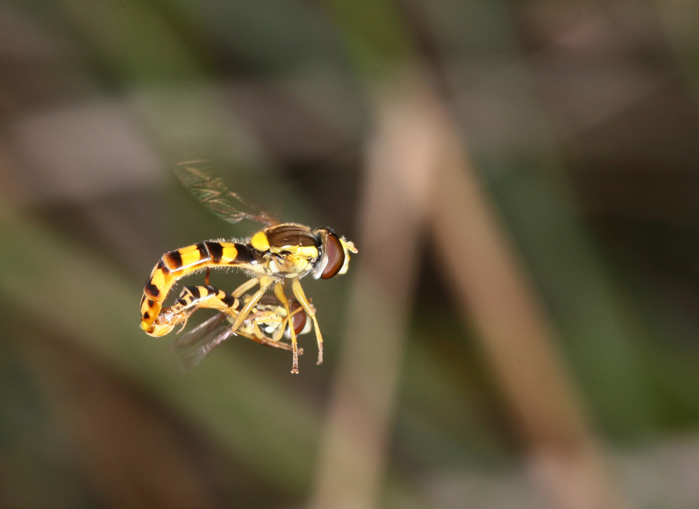 Schwebfliegen in "Aktion" Bild 1