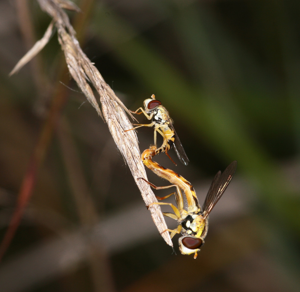 Schwebfliegen in "Aktion" Bild 2