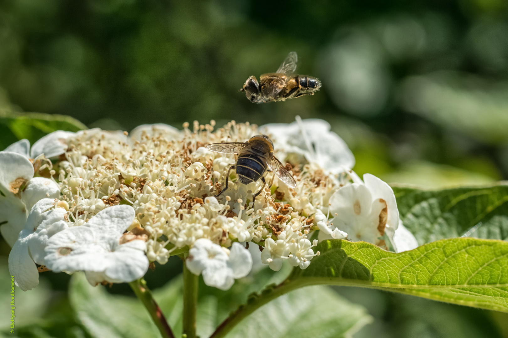 Schwebfliegen in den Innauen