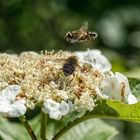 Schwebfliegen in den Innauen