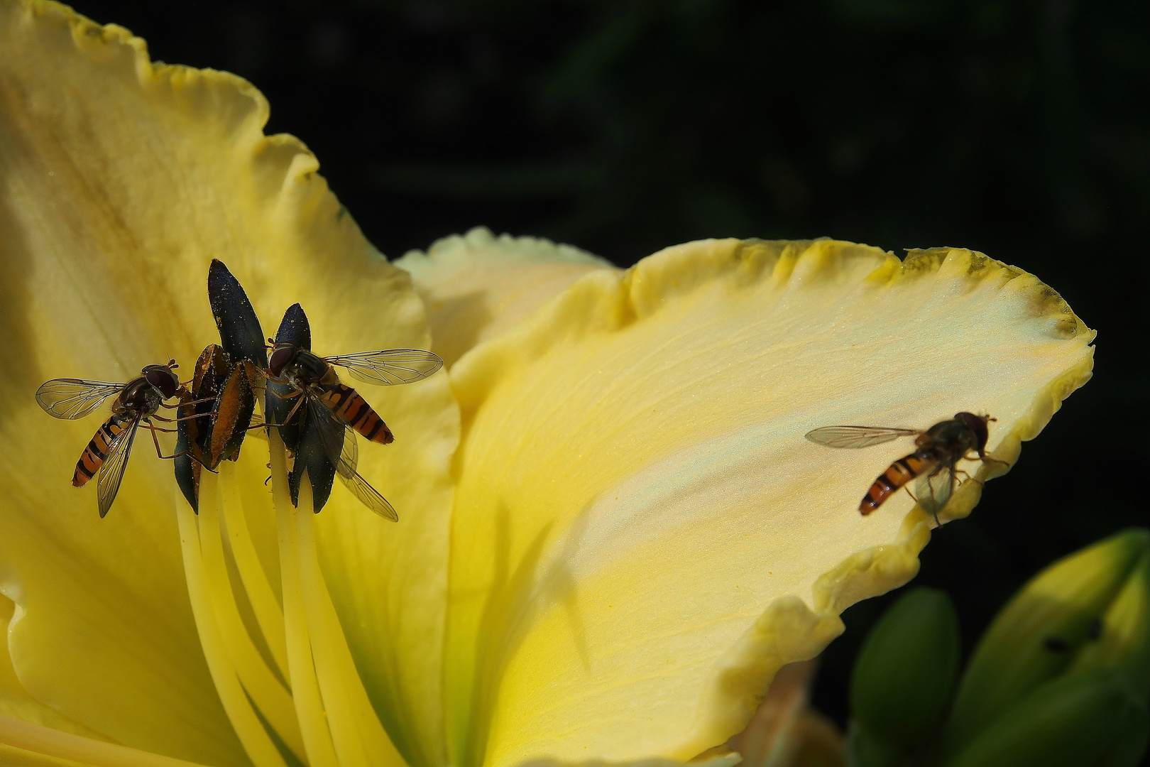 Schwebfliegen in gelber Blüte