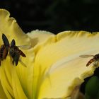 Schwebfliegen in gelber Blüte