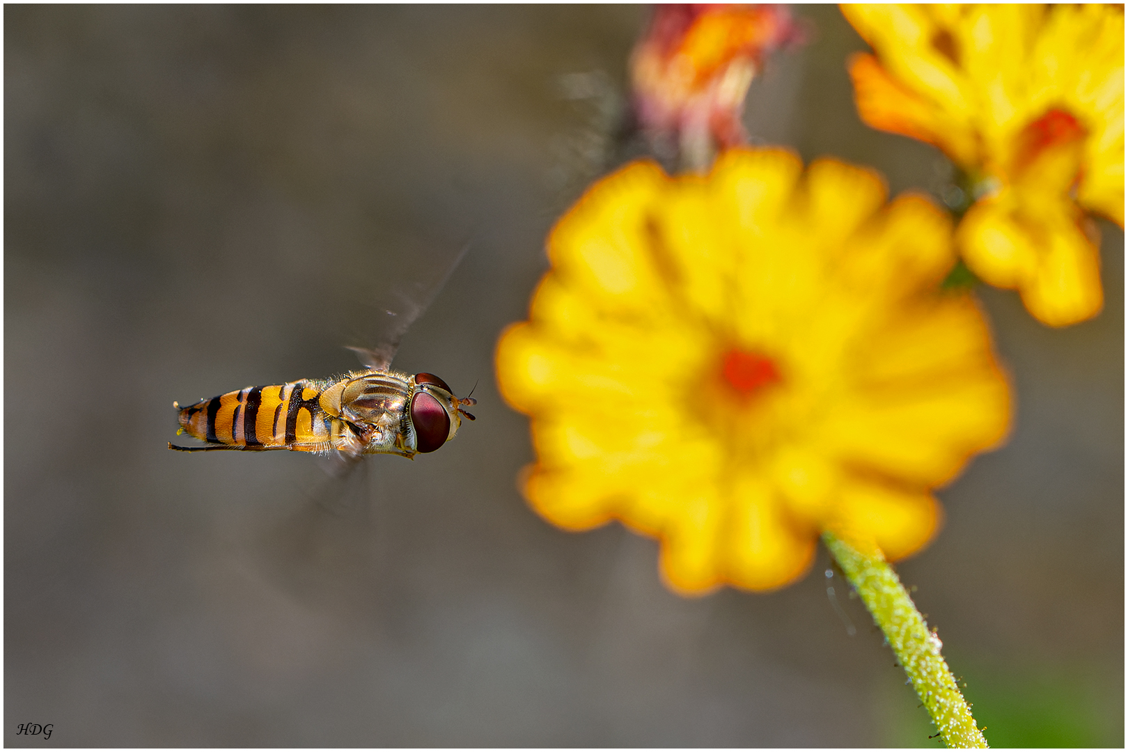 Schwebfliegen kann man (3) ... 