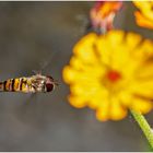 Schwebfliegen kann man (3) ... 