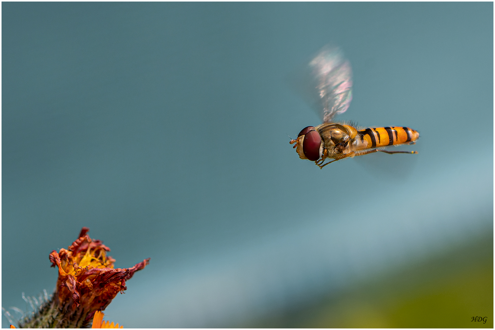 Schwebfliegen kann man ...