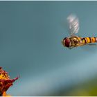 Schwebfliegen kann man ...