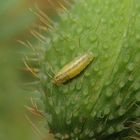 Schwebfliegen-Larve auf Mohn