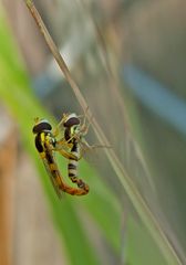 Schwebfliegen-Liebe