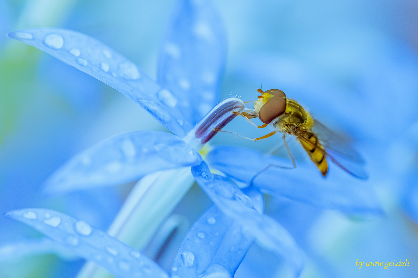 schwebfliegen lieben die laurentia